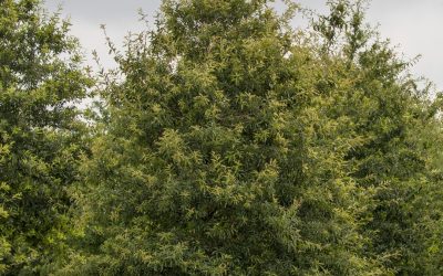Nieuwe boom